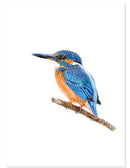 IJsvogel - Catch Utrecht