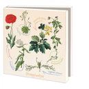 Stoepplantjes, Hortus botanicus Leiden - Catch Utrecht